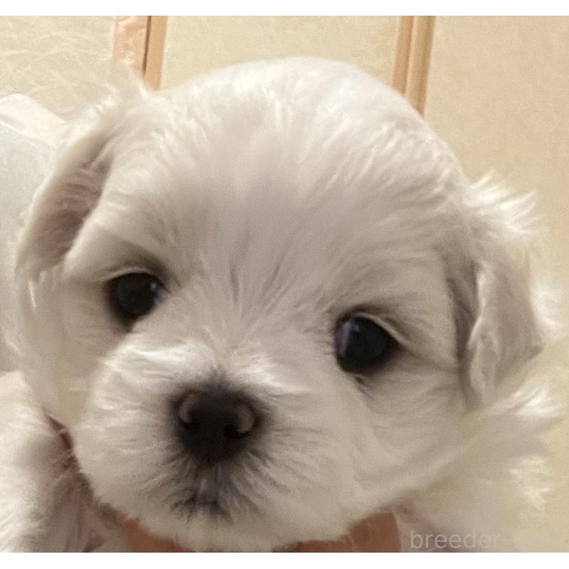 商談中の滋賀県のマルチーズ-430679の58枚目