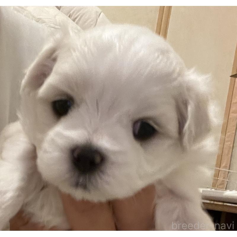 商談中の滋賀県のマルチーズ-430679の57枚目