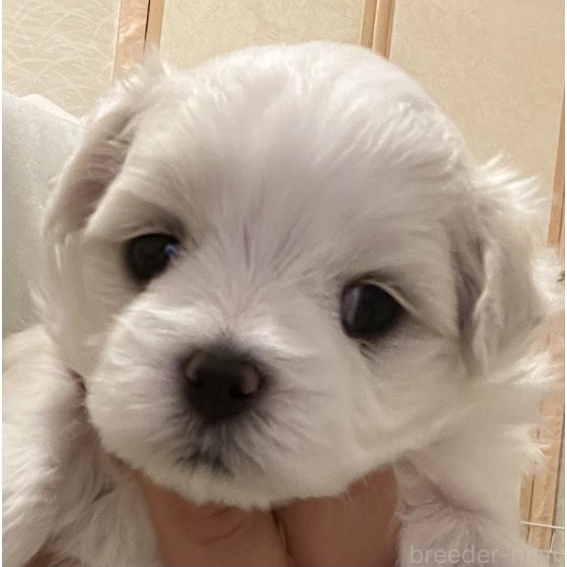 商談中の滋賀県のマルチーズ-430679の56枚目