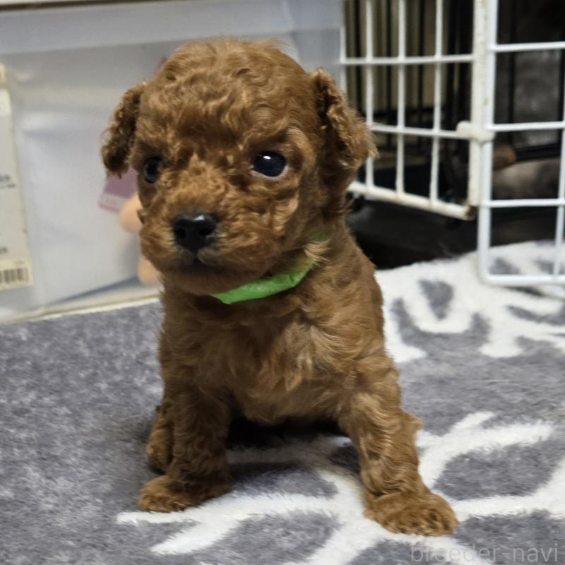 販売中の岡山県のトイプードル-431691
