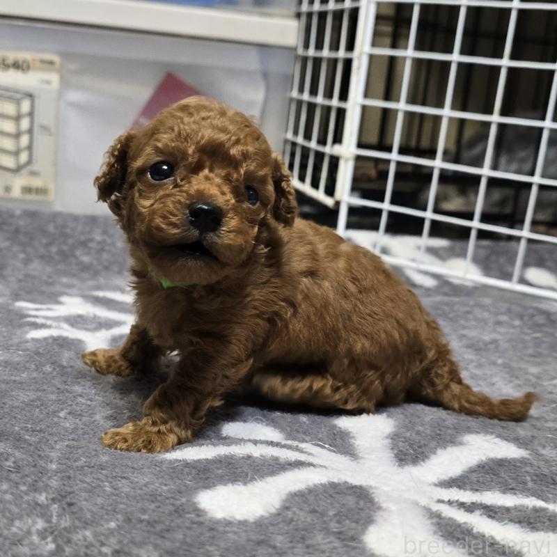 成約済の岡山県のトイプードル-431691の10枚目