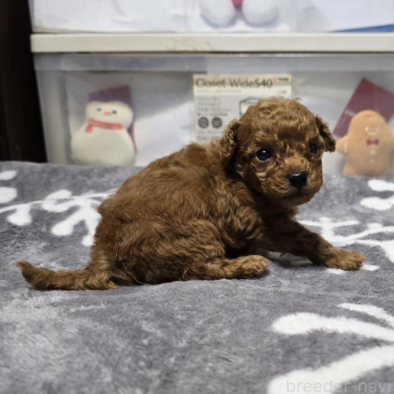 成約済の岡山県のトイプードル-431691の9枚目