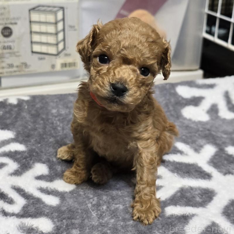 販売中の岡山県のトイプードル-431692