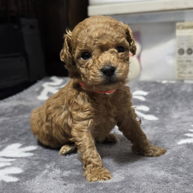 成約済の岡山県のトイプードル-431692の10枚目