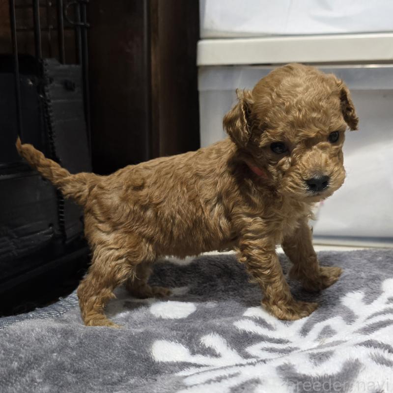 成約済の岡山県のトイプードル-431692の9枚目