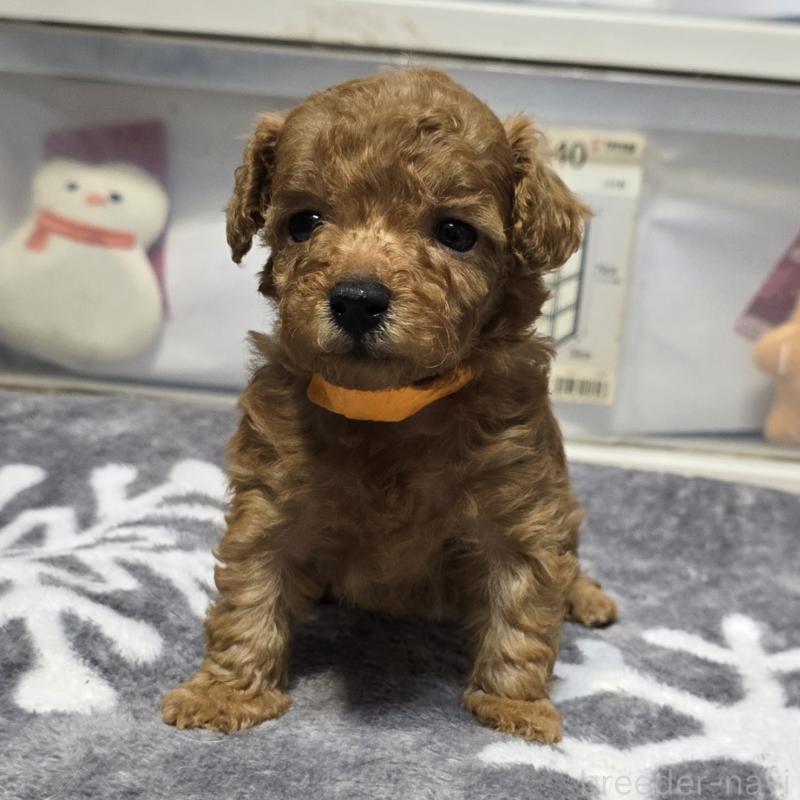 販売中の岡山県のトイプードル-431695