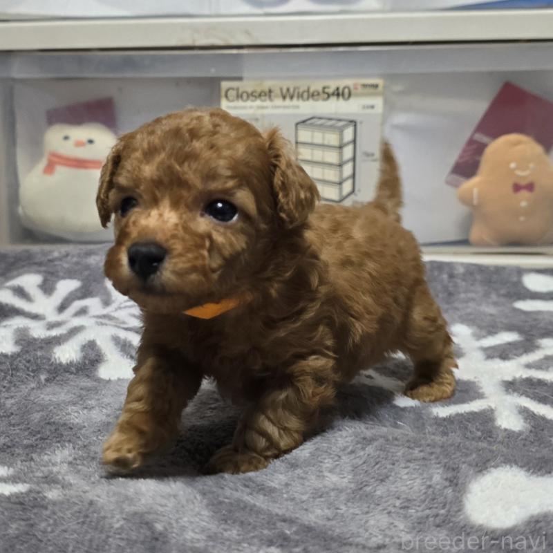 成約済の岡山県のトイプードル-431695の9枚目