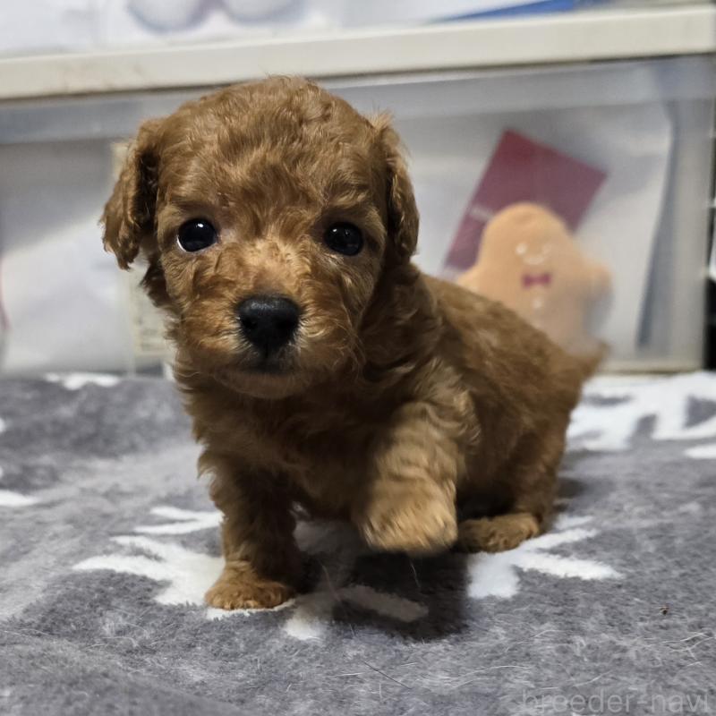 成約済の岡山県のトイプードル-431695の8枚目