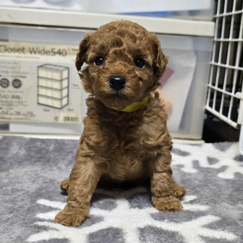 販売中の岡山県のトイプードル-431693