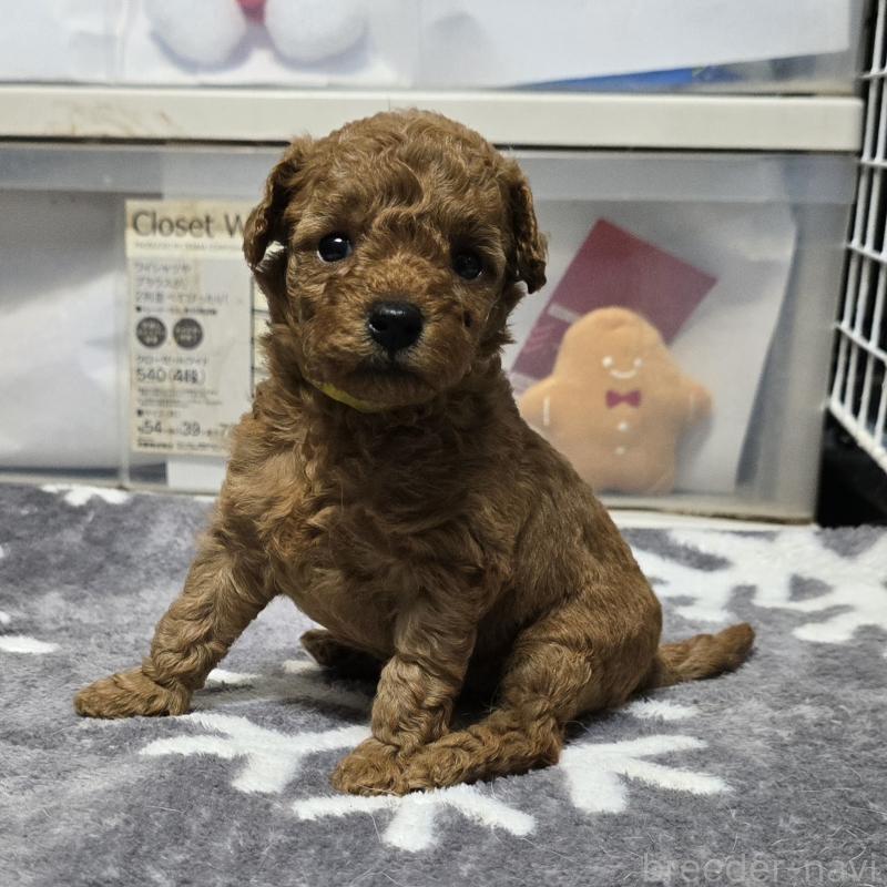 成約済の岡山県のトイプードル-431693の10枚目