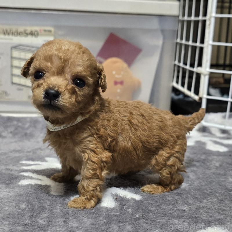 成約済の岡山県のトイプードル-431697の10枚目