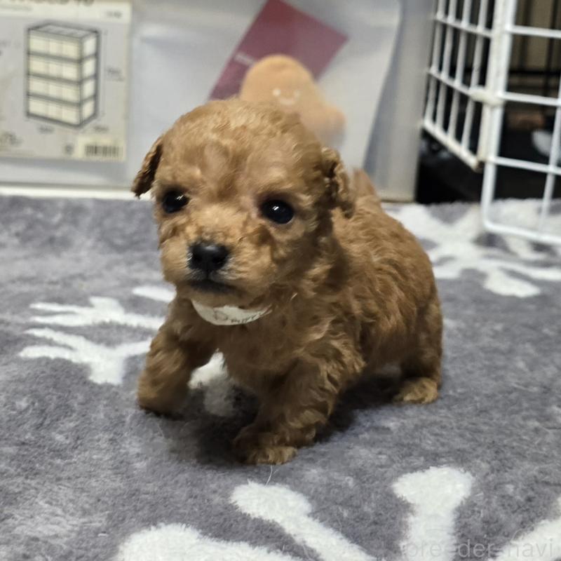 成約済の岡山県のトイプードル-431697の9枚目