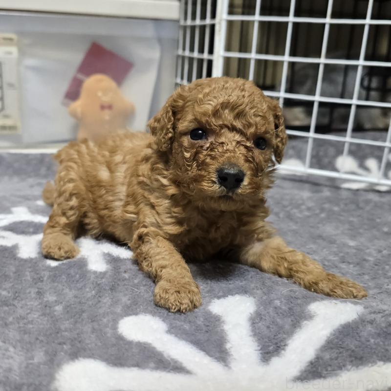 販売中の岡山県のトイプードル-431699