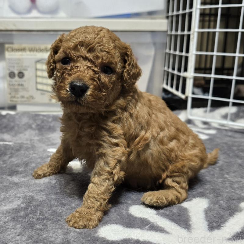 成約済の岡山県のトイプードル-431699の8枚目