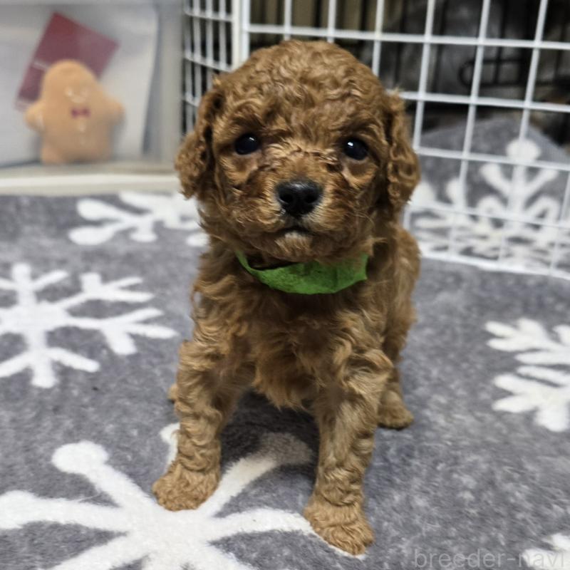 販売中の岡山県のトイプードル-431702