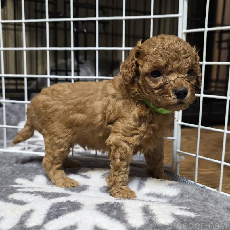 成約済の岡山県のトイプードル-431702の3枚目