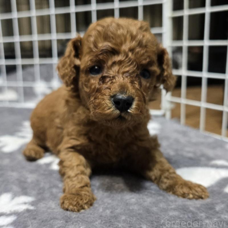 成約済の岡山県のトイプードル-431703の10枚目