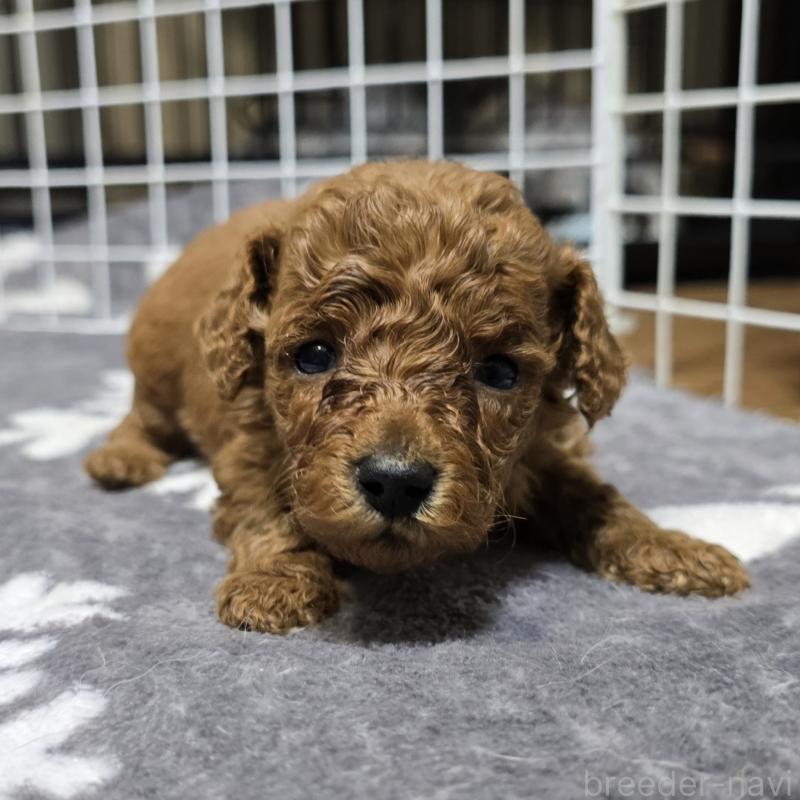 成約済の岡山県のトイプードル-431703の9枚目