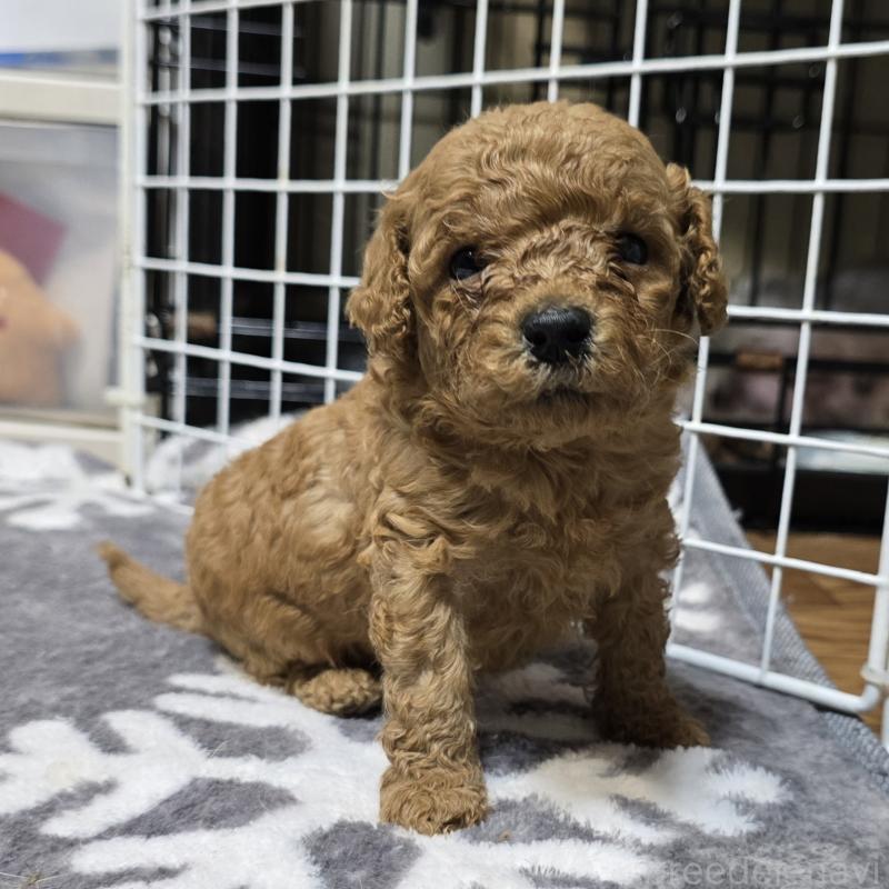 販売中の岡山県のトイプードル-431704