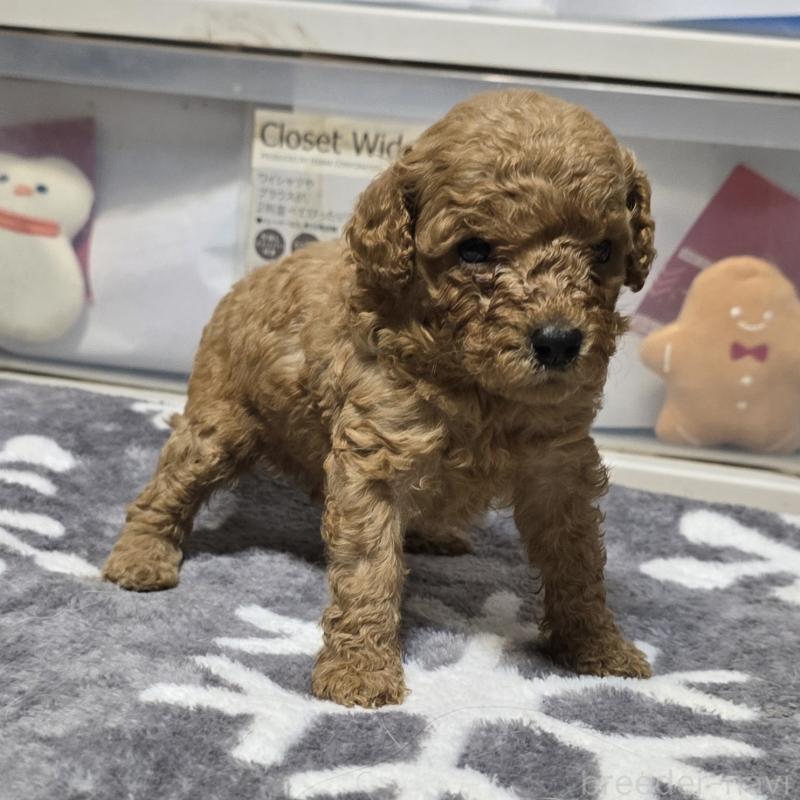 成約済の岡山県のトイプードル-431704の4枚目