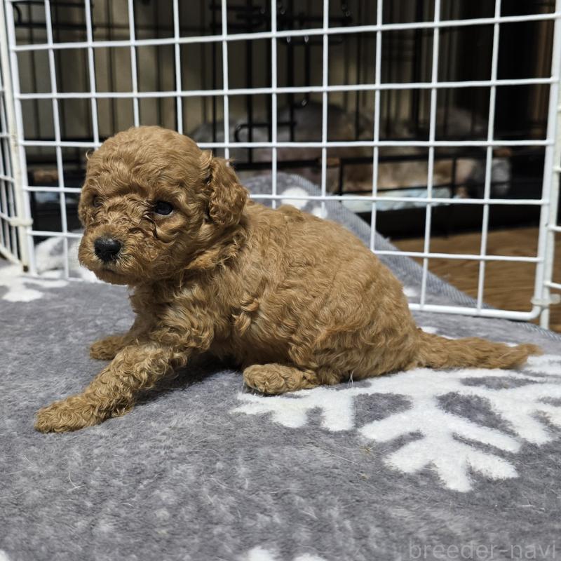 成約済の岡山県のトイプードル-431704の3枚目