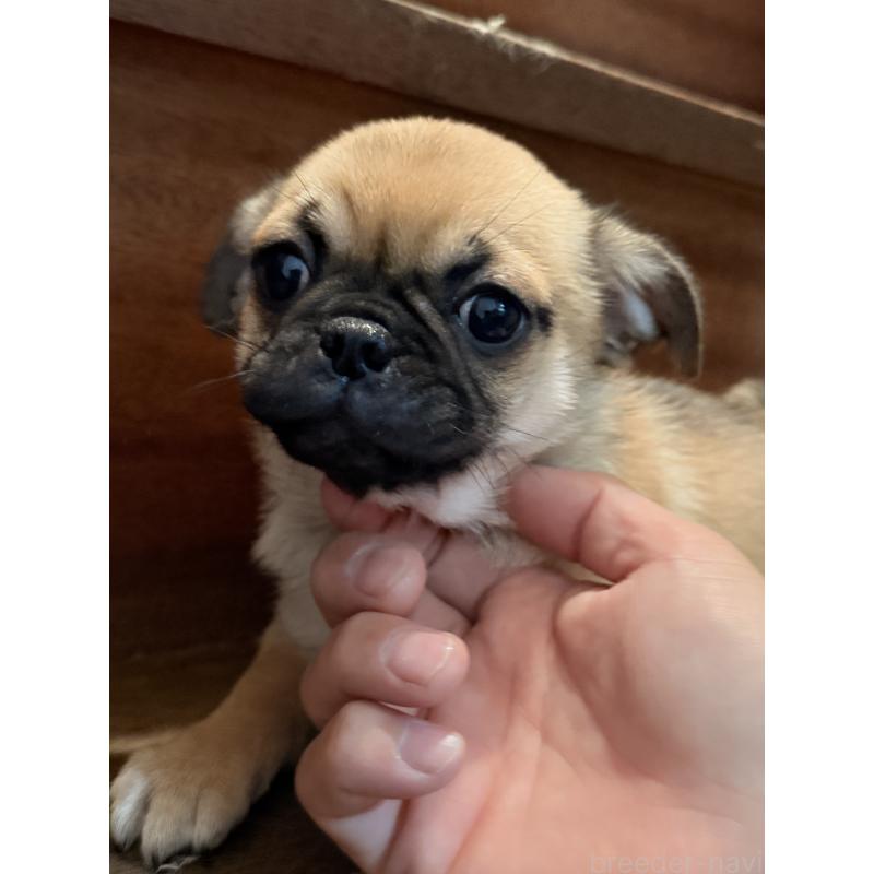 成約済の福岡県のチワパグ:チワワ×パグ-426282の6枚目