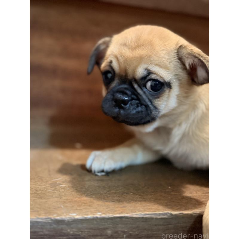 成約済の福岡県のチワパグ:チワワ×パグ-426282の5枚目