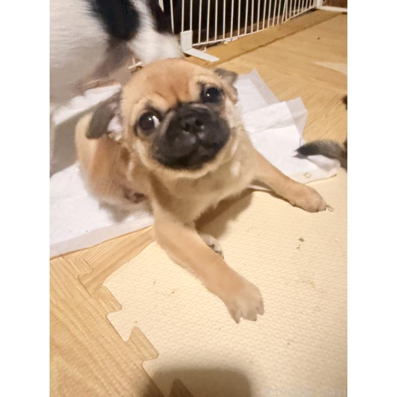 成約済の福岡県のチワパグ:チワワ×パグ-426282の4枚目