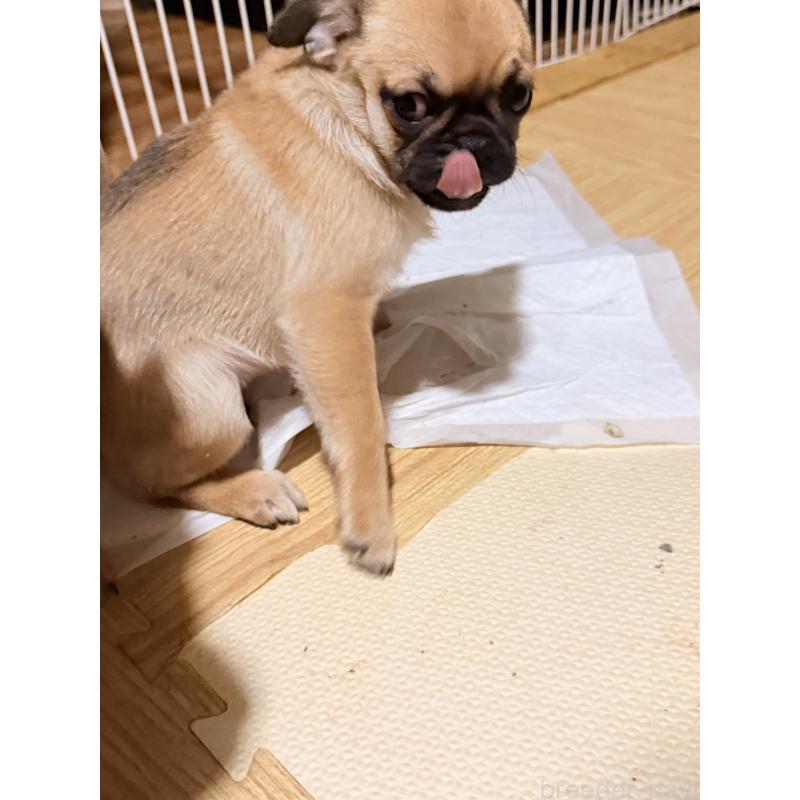 成約済の福岡県のチワパグ:チワワ×パグ-426282の3枚目