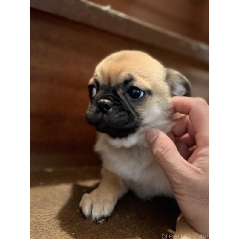 成約済の福岡県のチワパグ:チワワ×パグ-426282の2枚目