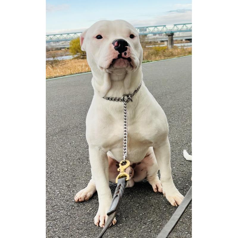 販売中の神奈川県のアメリカンピットブルテリア-392579