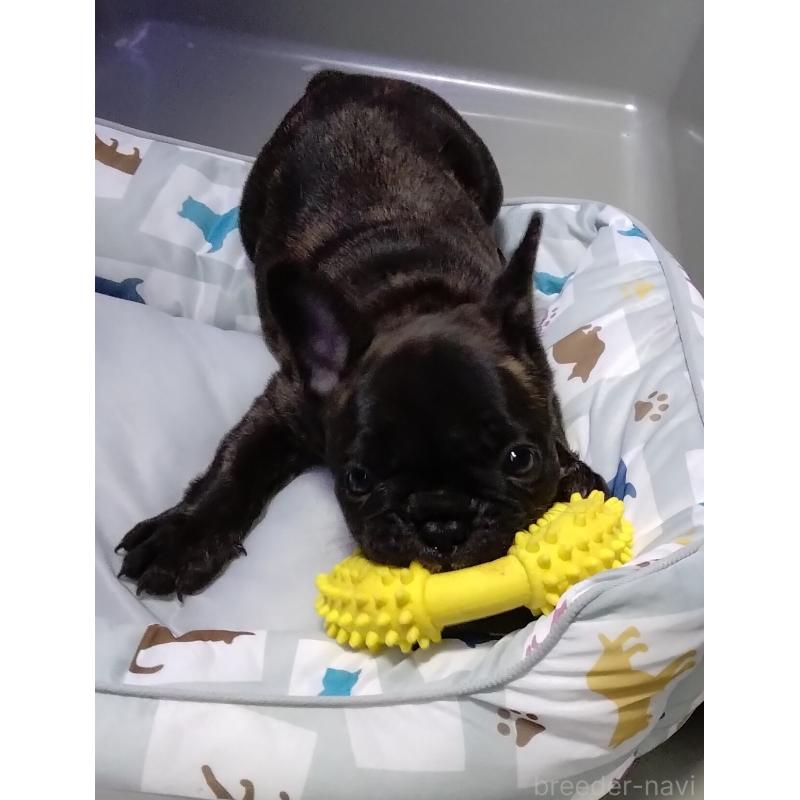 販売中の群馬県のフレンチブルドッグ-427637の7枚目