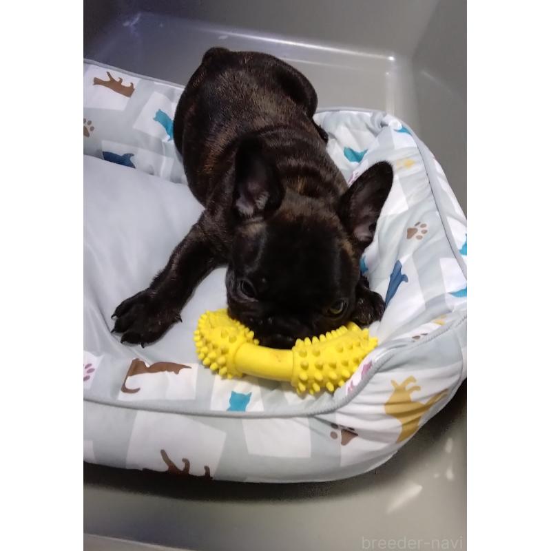 販売中の群馬県のフレンチブルドッグ-427637の5枚目