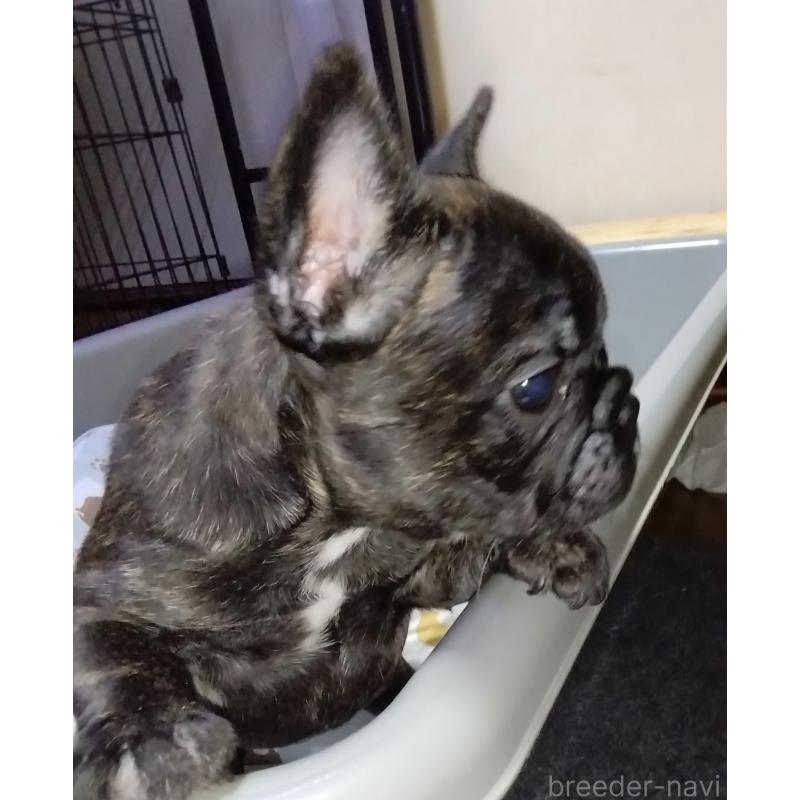 販売中の群馬県のフレンチブルドッグ-427637の4枚目