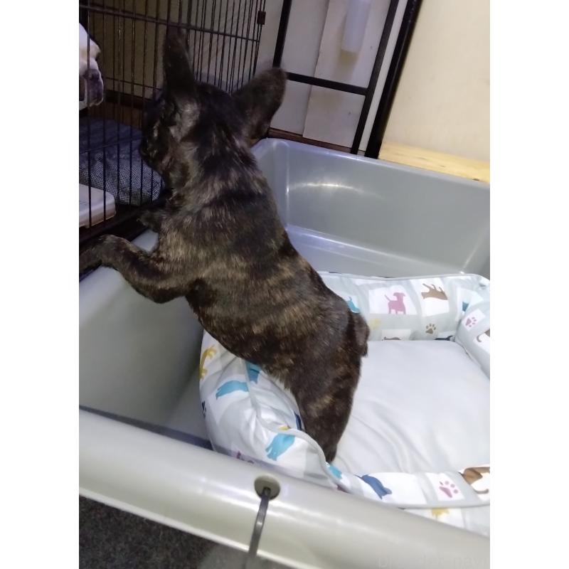 販売中の群馬県のフレンチブルドッグ-427637の3枚目