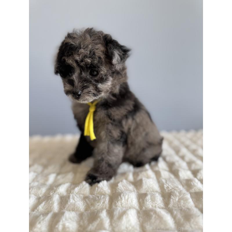 販売中の徳島県のタイニープードル-426540の11枚目