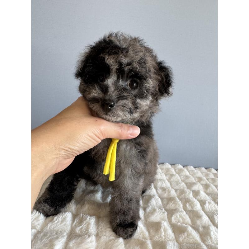 販売中の徳島県のタイニープードル-426540の10枚目