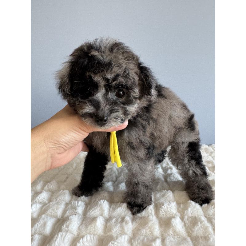 販売中の徳島県のタイニープードル-426540