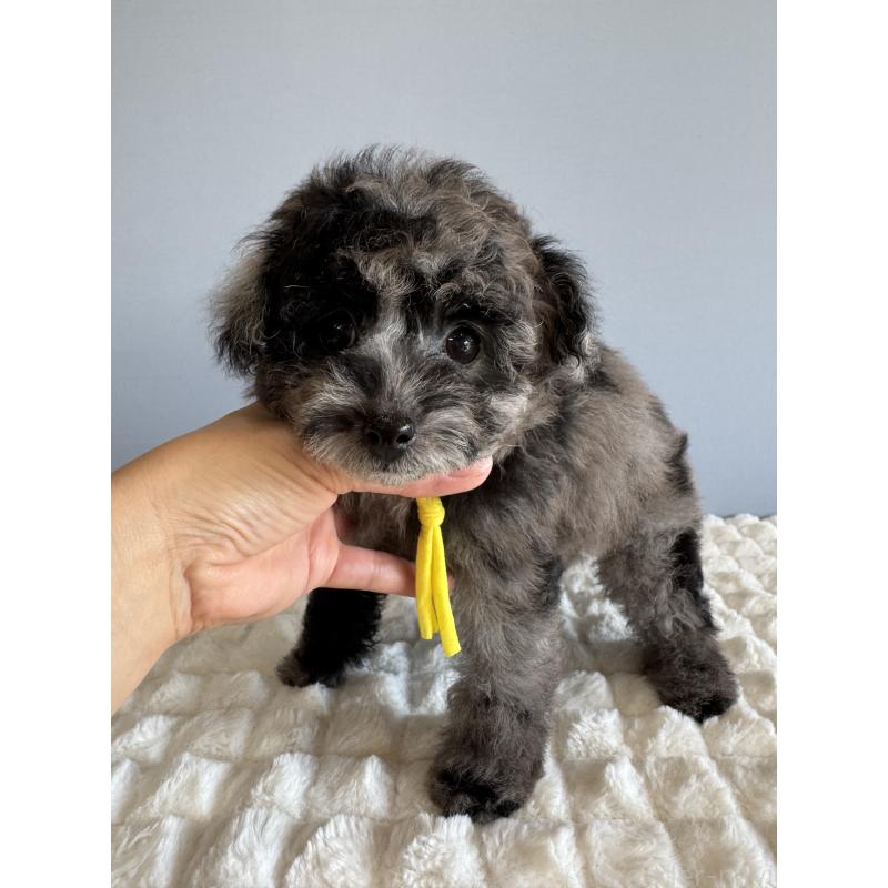 販売中の徳島県のタイニープードル-426540の9枚目