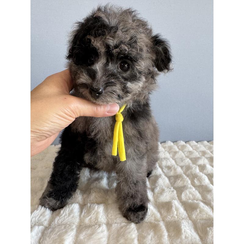 販売中の徳島県のタイニープードル-426540の7枚目