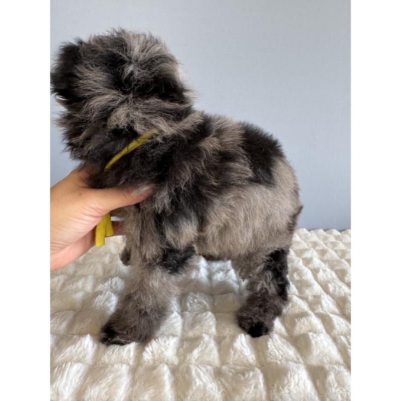 販売中の徳島県のタイニープードル-426540の6枚目