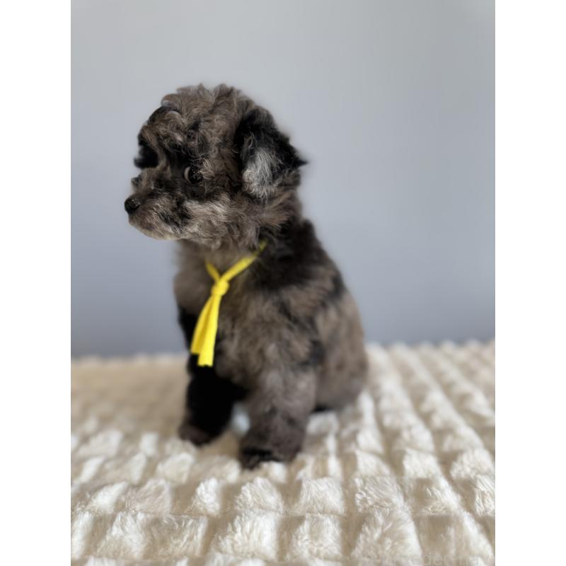 販売中の徳島県のタイニープードル-426540の5枚目