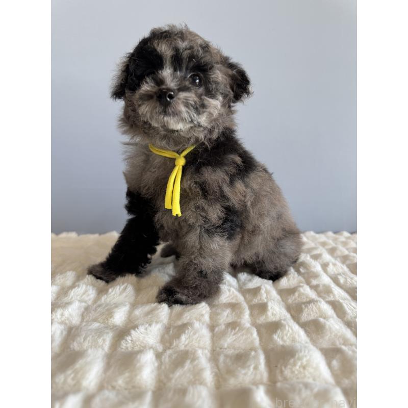 販売中の徳島県のタイニープードル-426540の4枚目