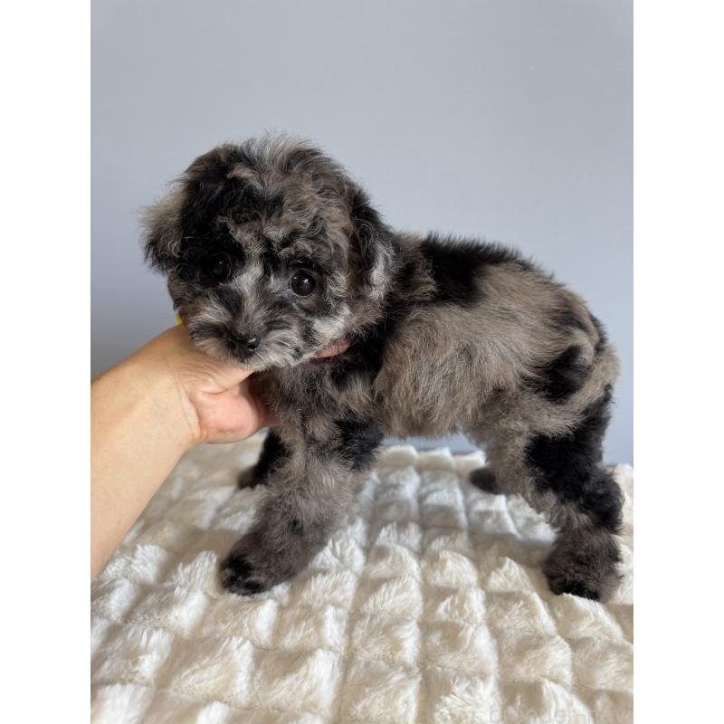 販売中の徳島県のタイニープードル-426540の2枚目