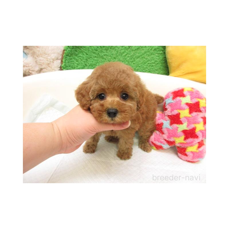 販売中の大阪府のトイプードル-434298の2枚目