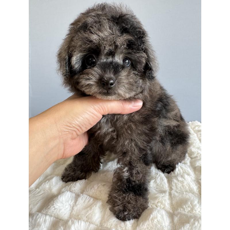 販売中の徳島県のタイニープードル-426541の2枚目