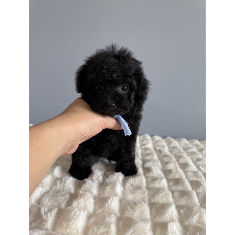 成約済の徳島県のティーカッププードル-429753の2枚目