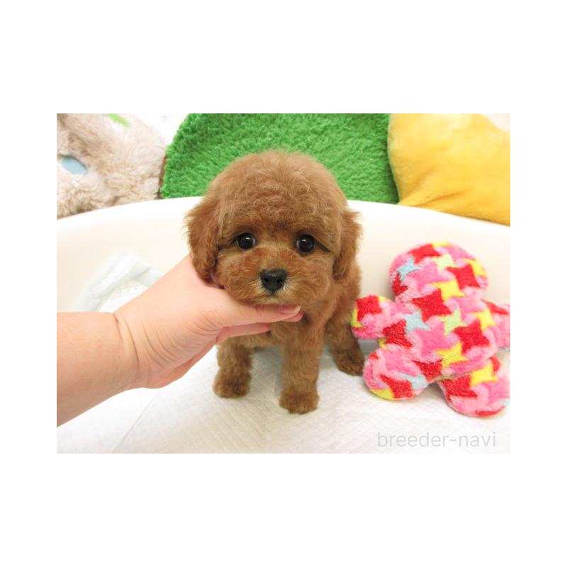 販売中の大阪府のトイプードル-434299の2枚目