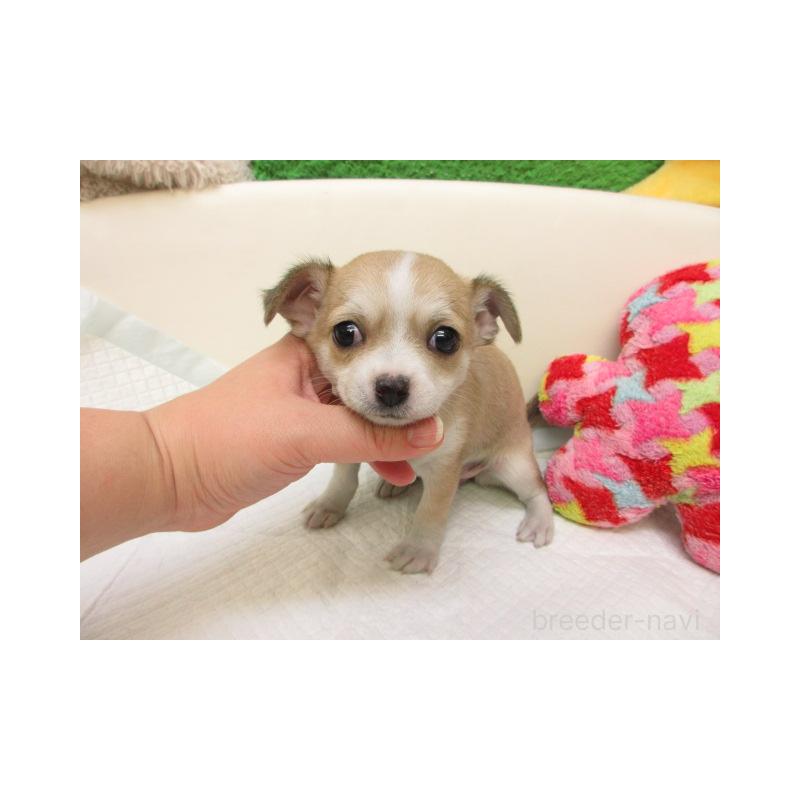 販売中の大阪府のチワワ(スムースコート)-434300の2枚目