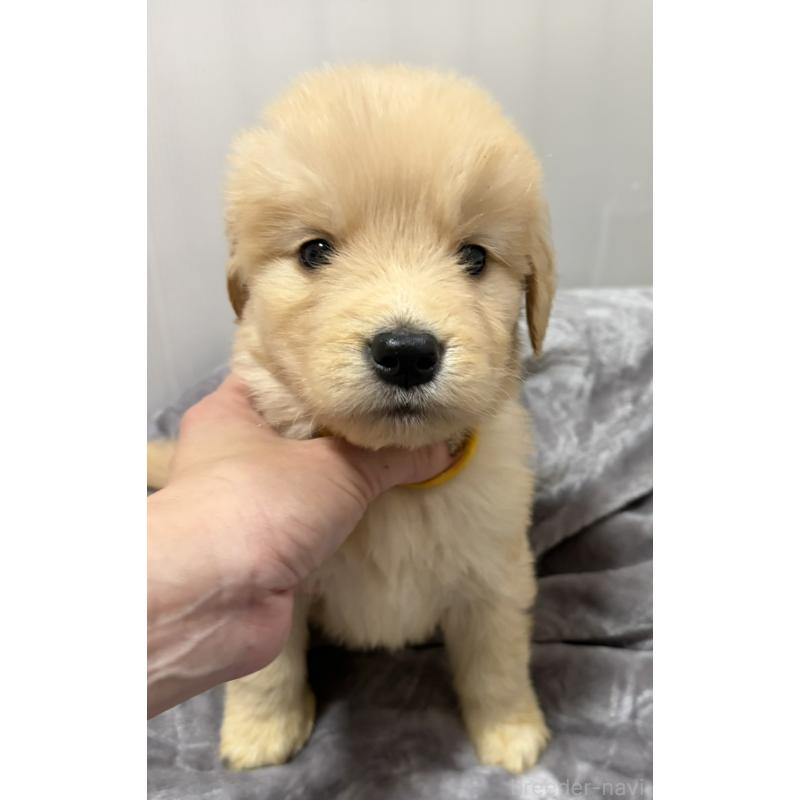 販売中の岡山県のゴールデンレトリーバー-434301の4枚目